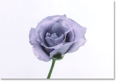 blue rose_suntory.jpg
